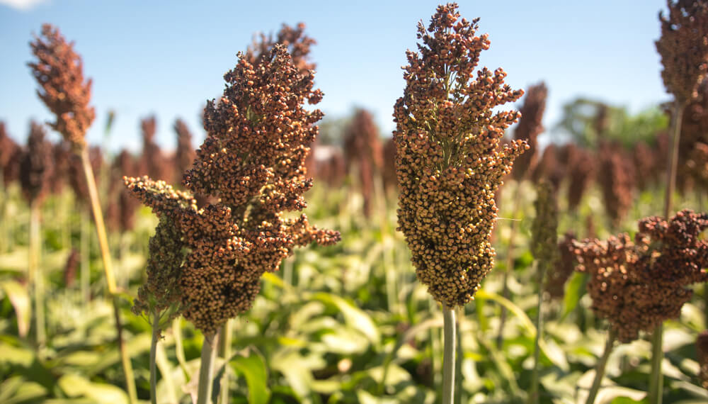 sorgo infocampo