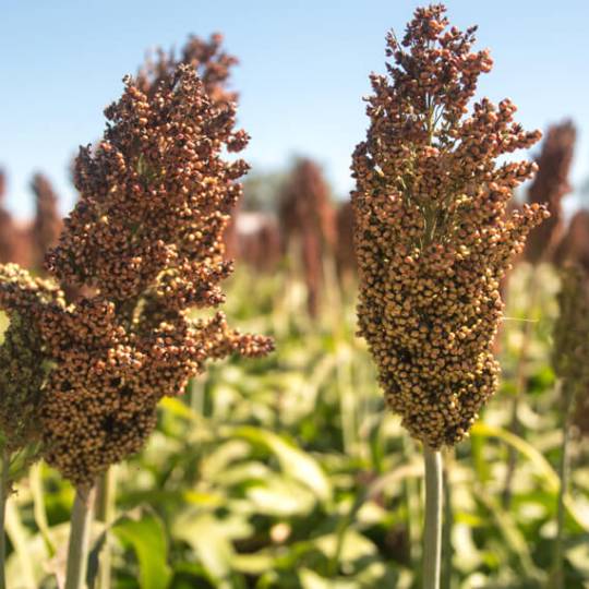 Cultivos: panorama al cerrar febrero