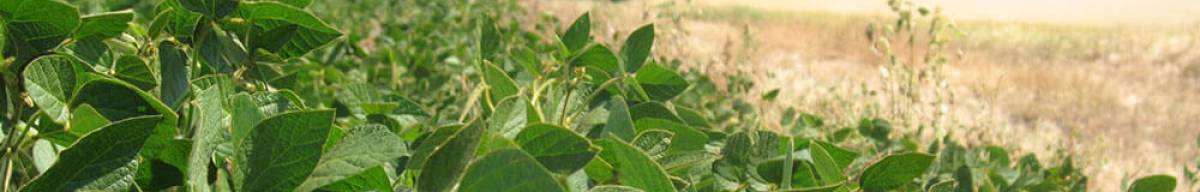 Cultivos: panorama al cerrar marzo 